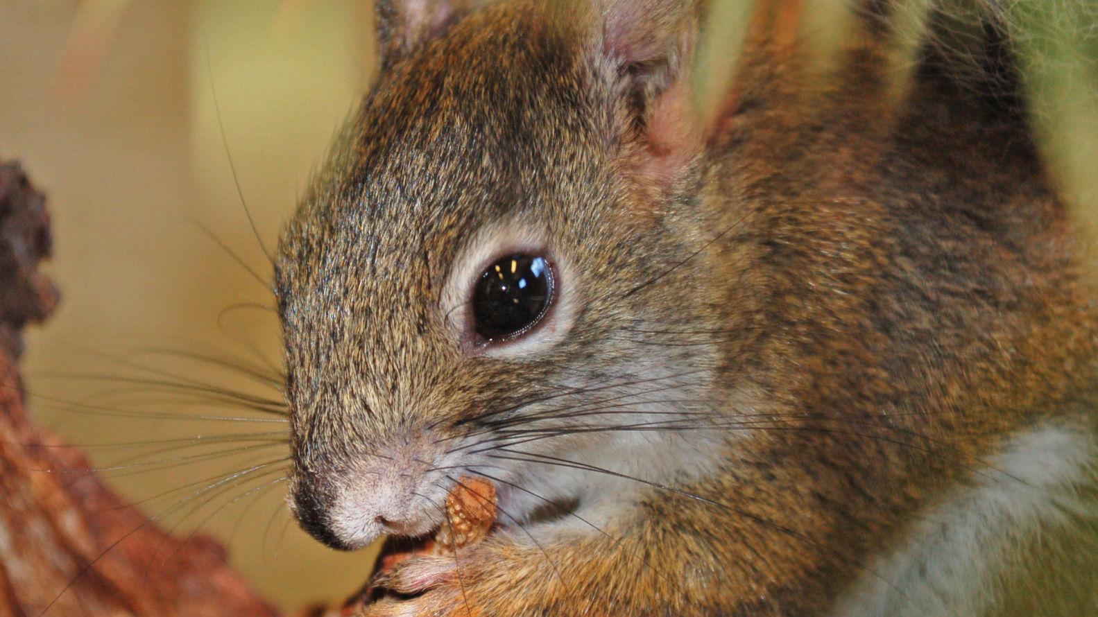 Phoenix Zoo breeds Mount Graham red squirrels to save them from extinction